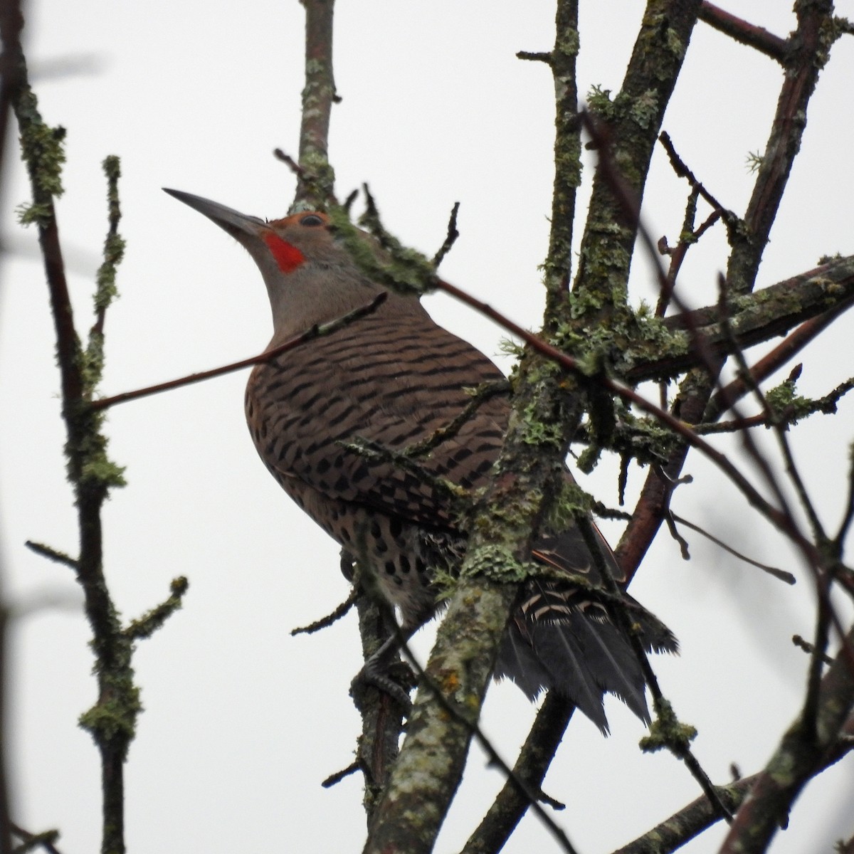 datel zlatý - ML646551755