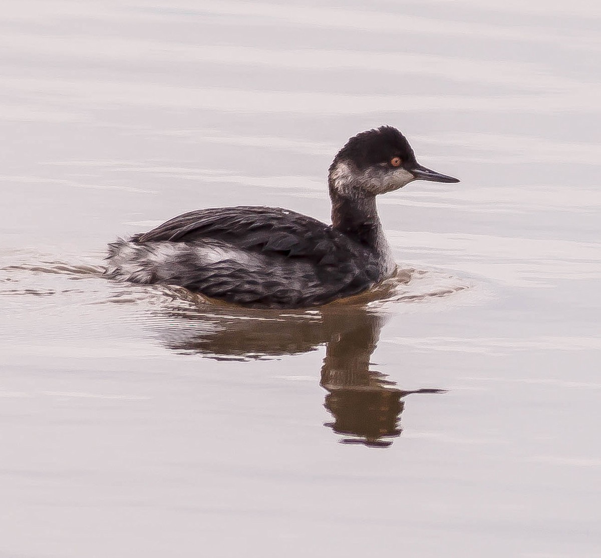 Халтар шунгуур - ML646551756