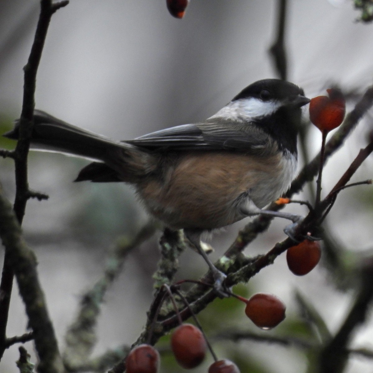sýkora černohlavá - ML646551758