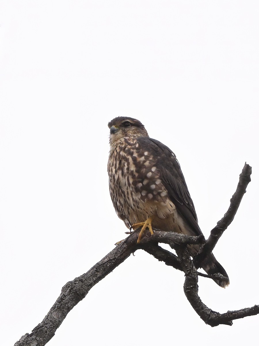 בז גמדי (צפון אמריקני) - ML646551761