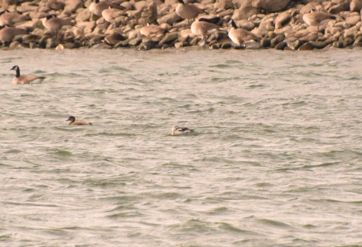 Harelde kakawi - ML646551764