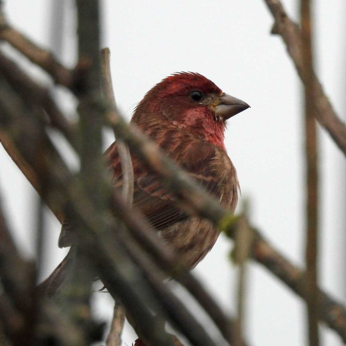 hýl nachový - ML646551765