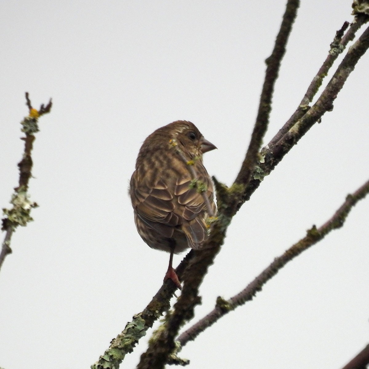 hýl nachový - ML646551766