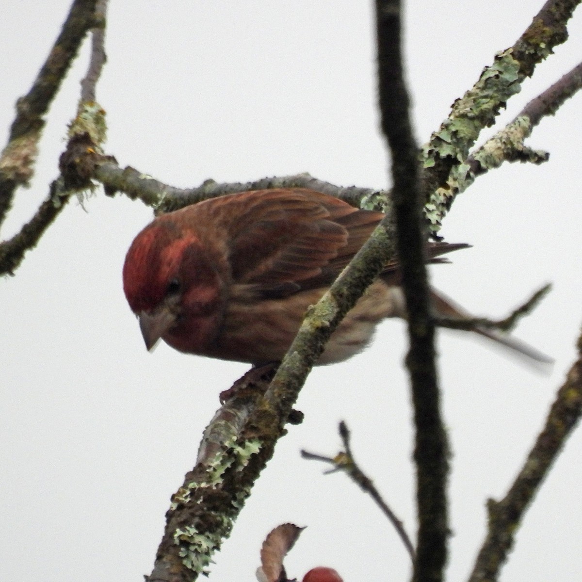 hýl nachový - ML646551767