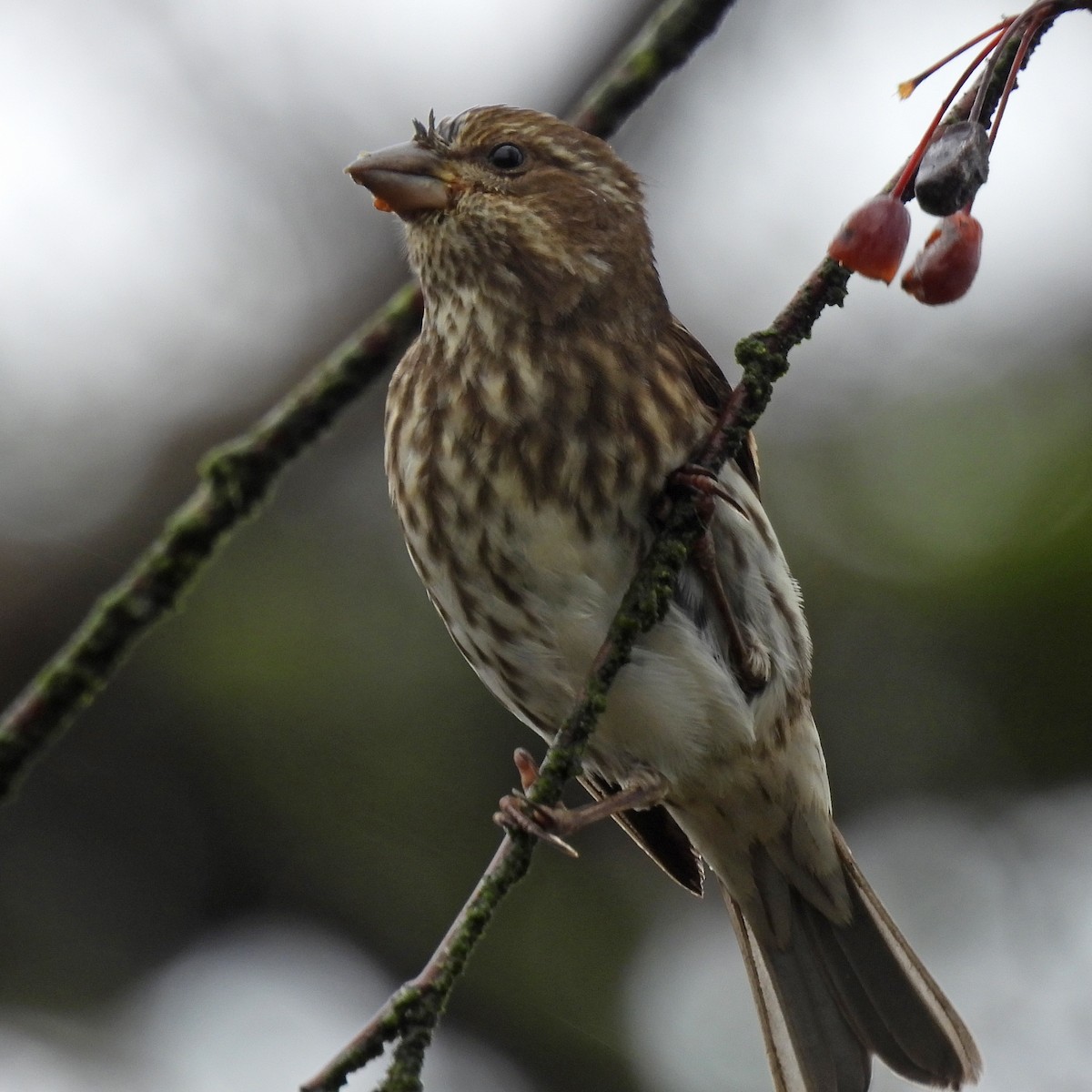 hýl nachový - ML646551768