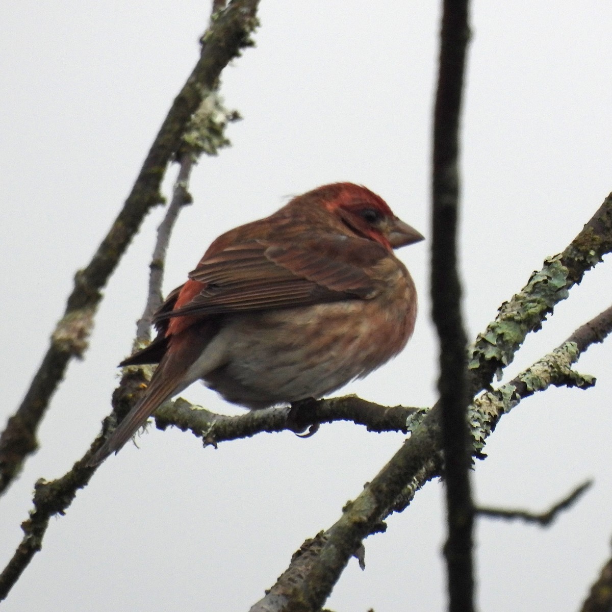 hýl nachový - ML646551769