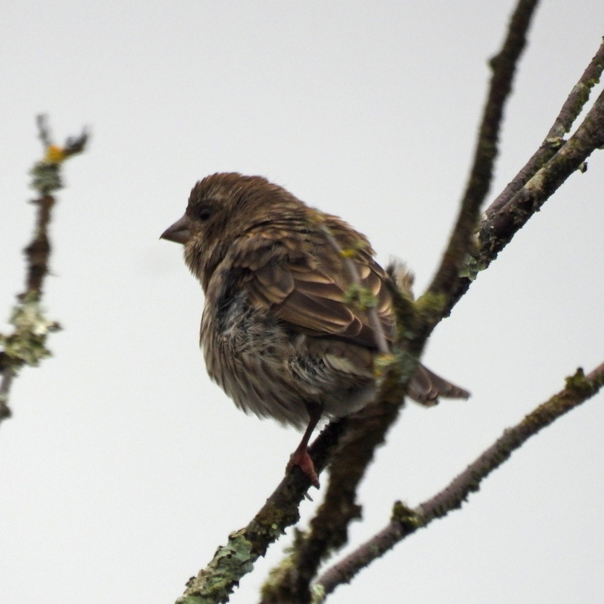 hýl nachový - ML646551770