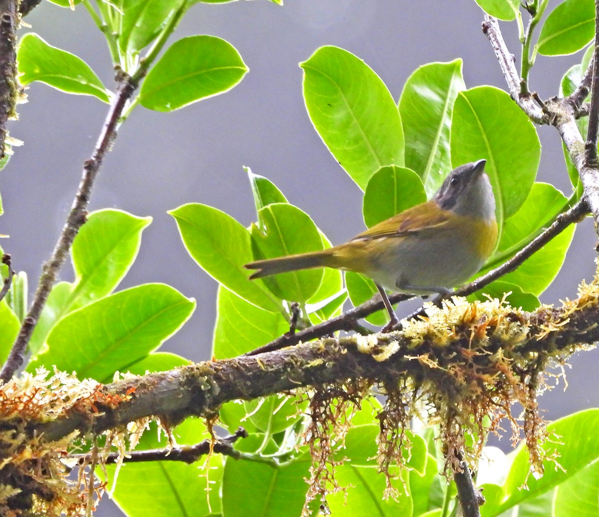 Ashy-throated Chlorospingus - ML646551771