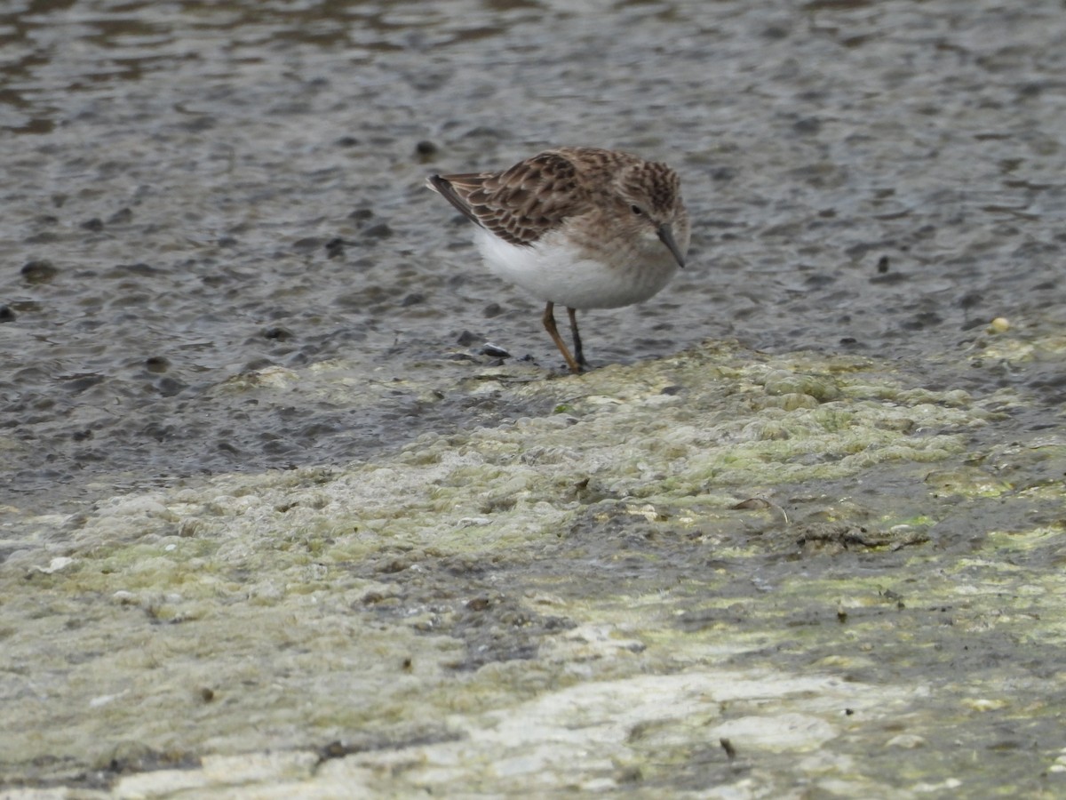 Least Sandpiper - ML646551772