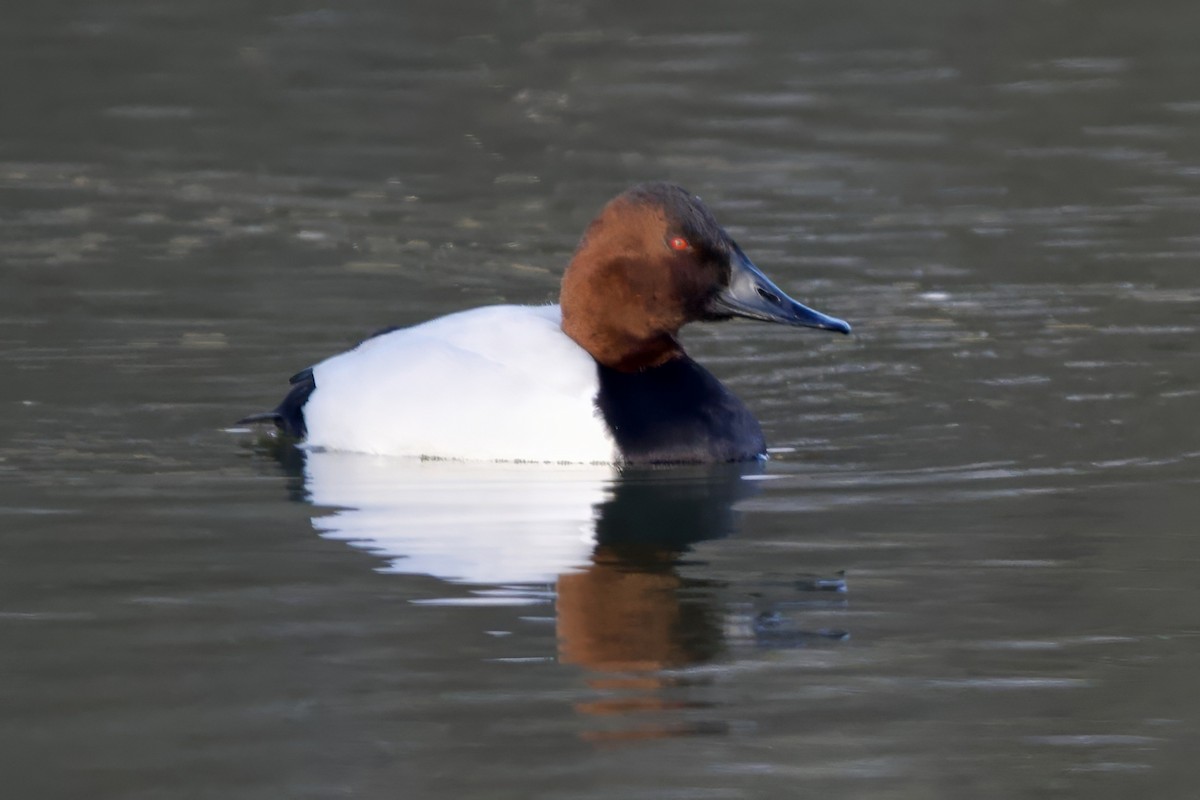 Canvasback - ML646551775