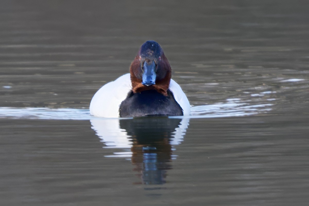 Canvasback - ML646551776