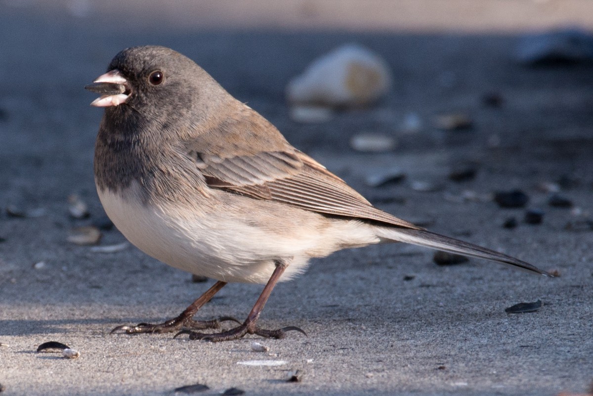 Dark-eyed Junco - ML646551780
