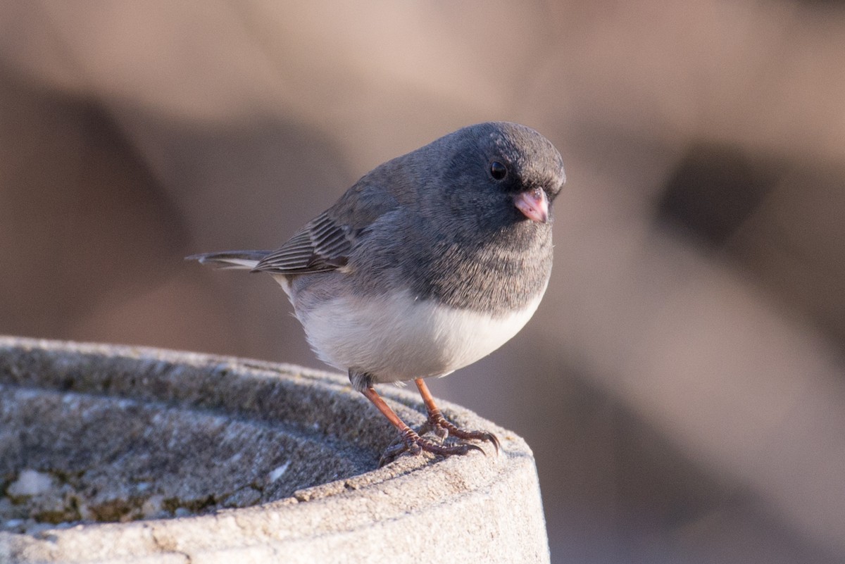 Dark-eyed Junco - ML646551781