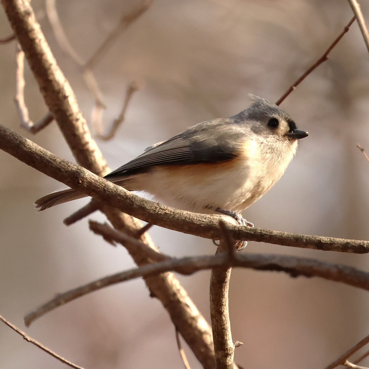 Tufted Titmouse - ML646551782