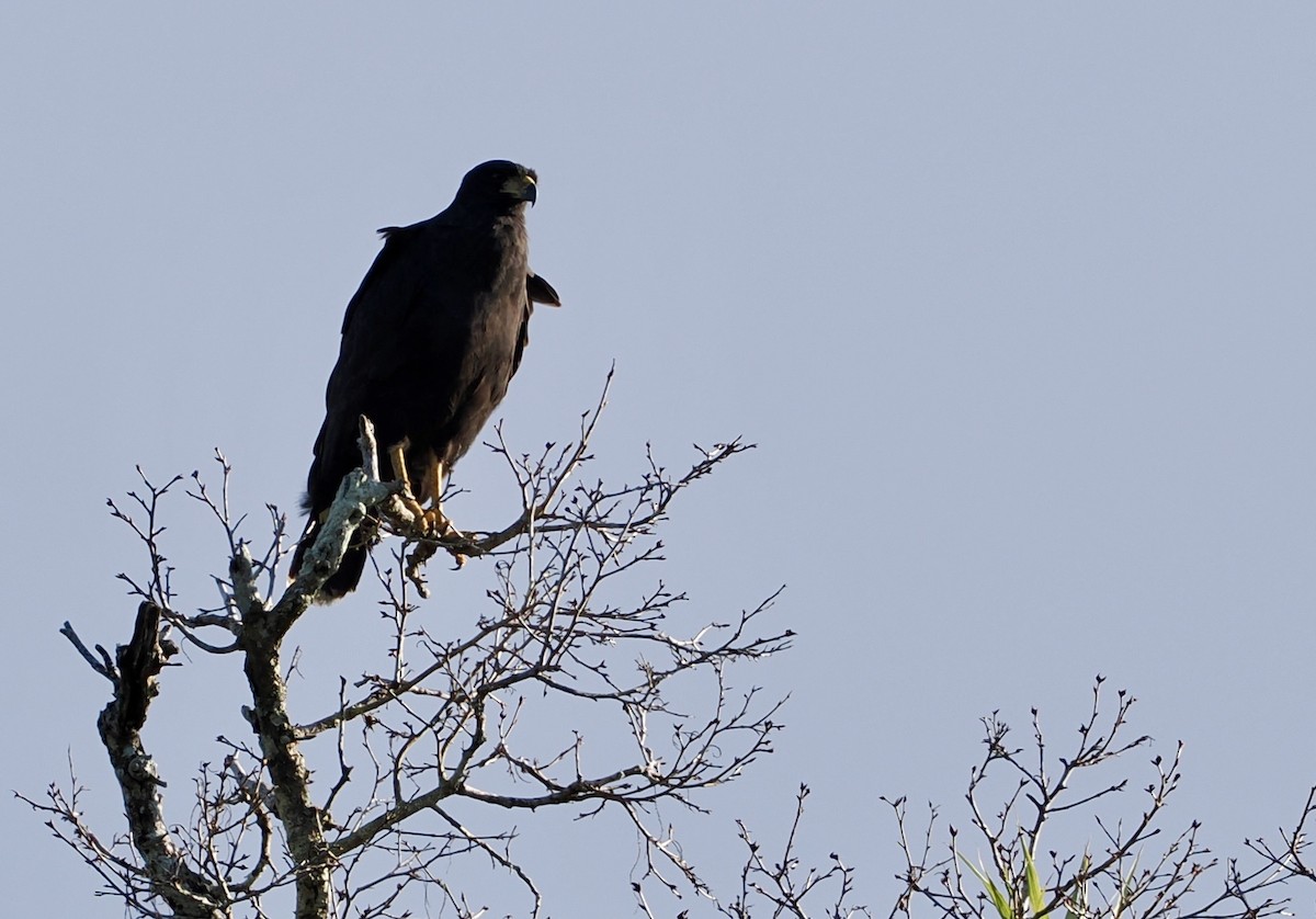Busardo Urubitinga - ML646551783