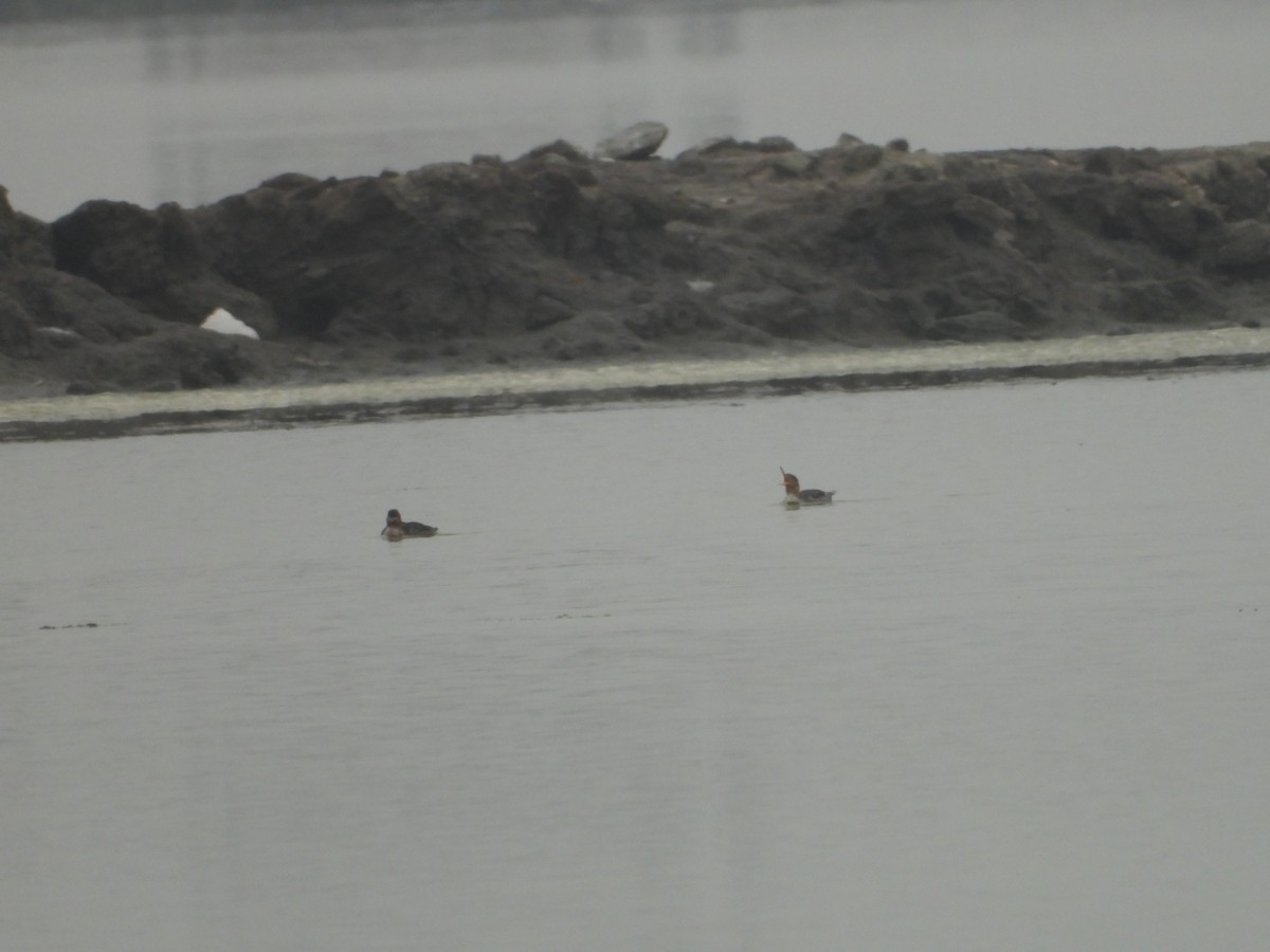 Сэвгэр бохио - ML646551784