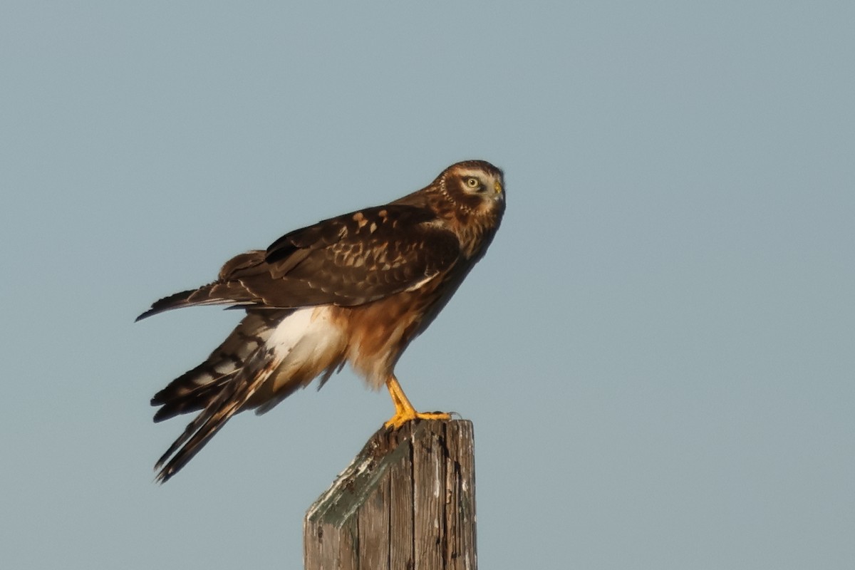 Northern Harrier - ML646551787