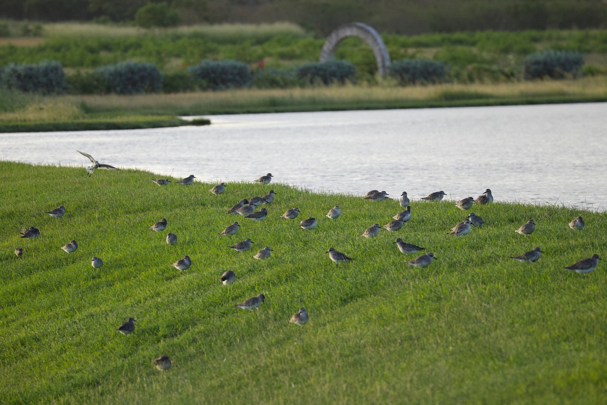 Black-bellied Plover - ML646551788