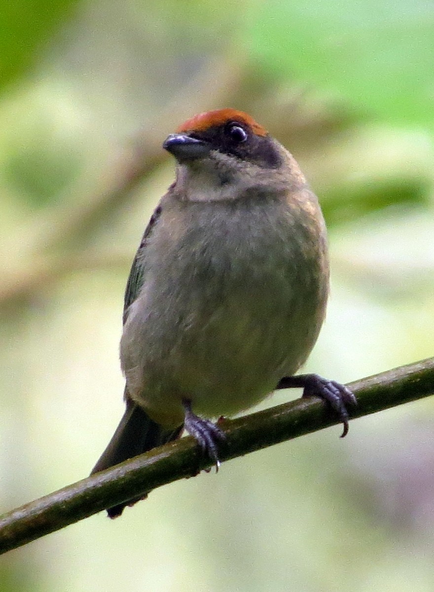 krattanagar - ML646551789