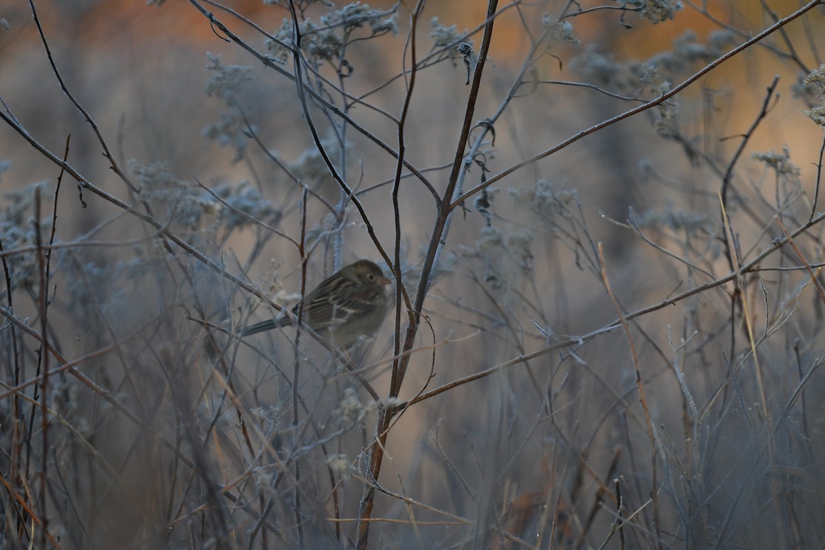 Field Sparrow - ML646551795
