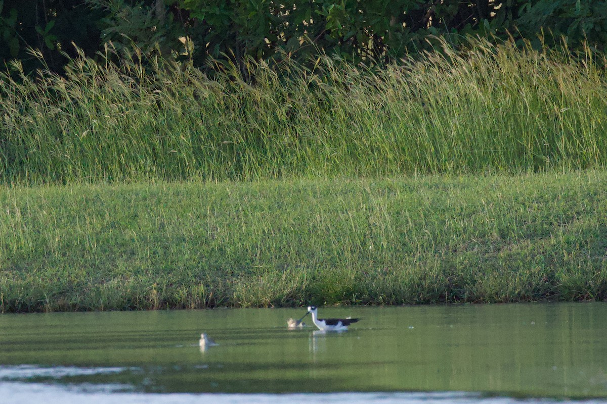Black-necked Stilt - ML646551797