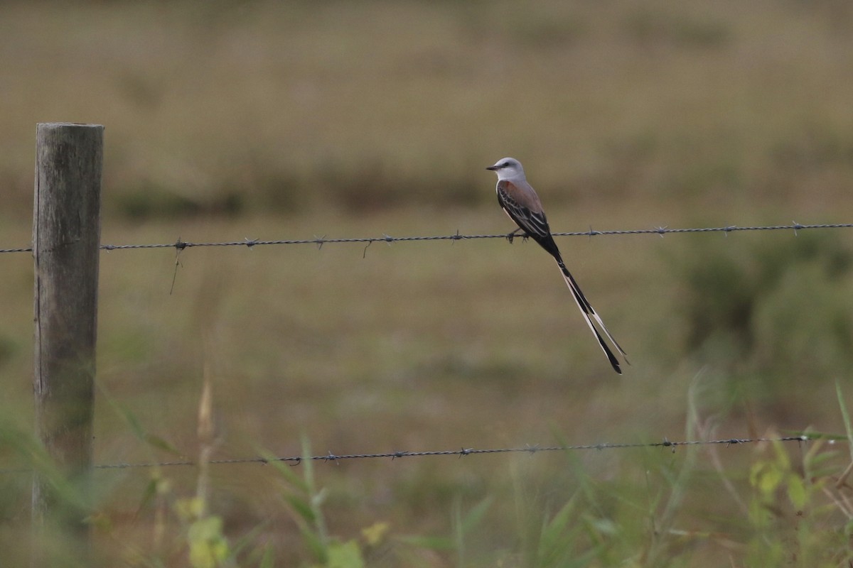 Scissor-tailed Flycatcher - ML646551798