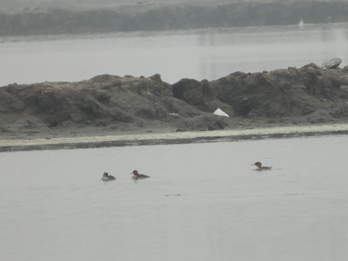 Сэвгэр бохио - ML646551800