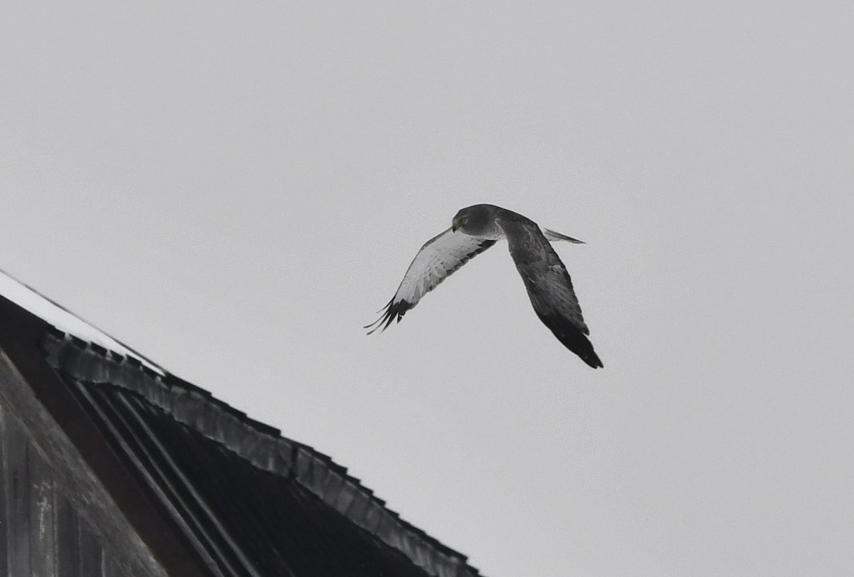Northern Harrier - ML646551801