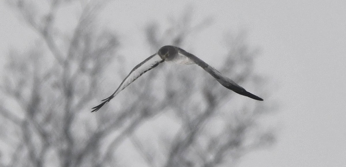 Northern Harrier - ML646551802