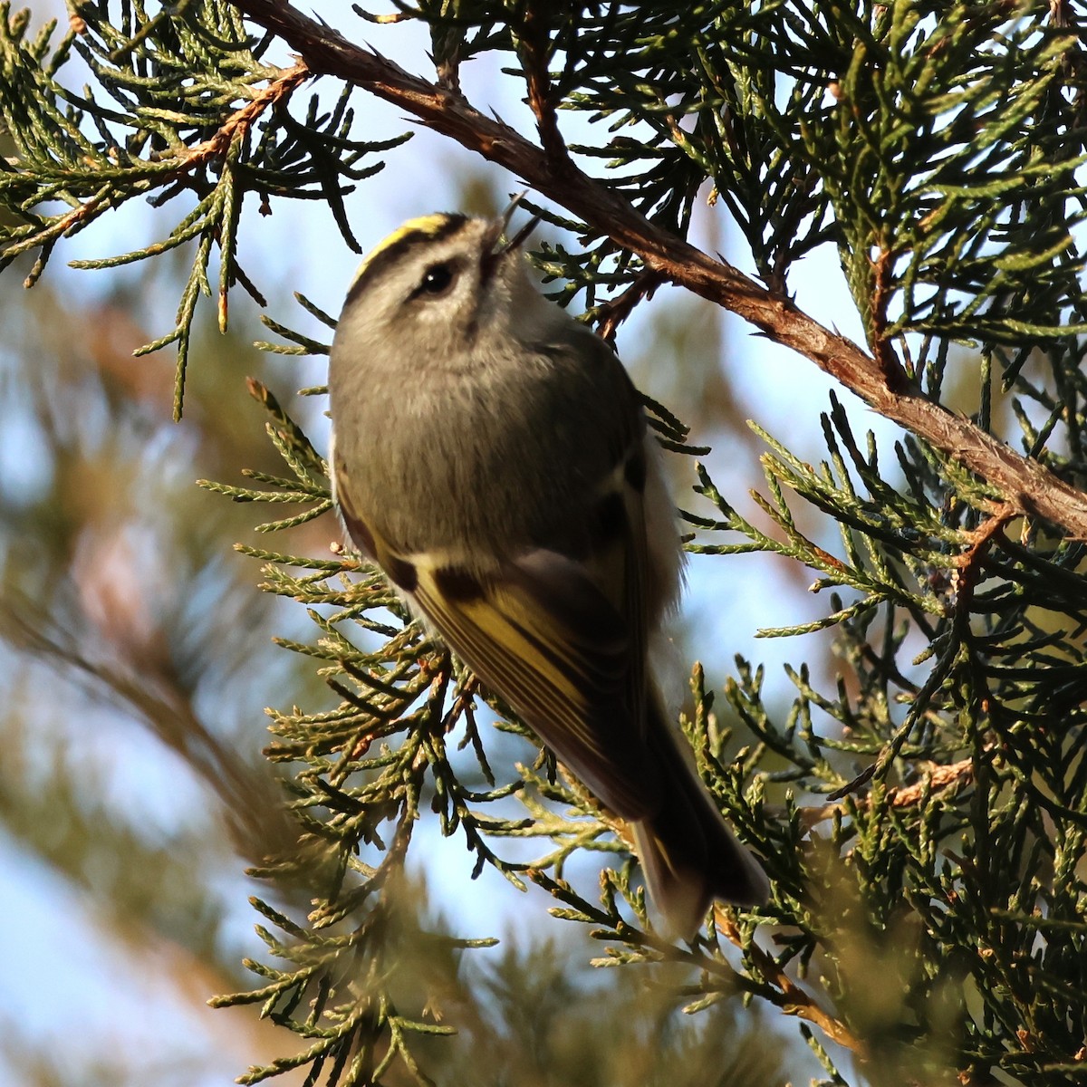 Golden-crowned Kinglet - ML646551806