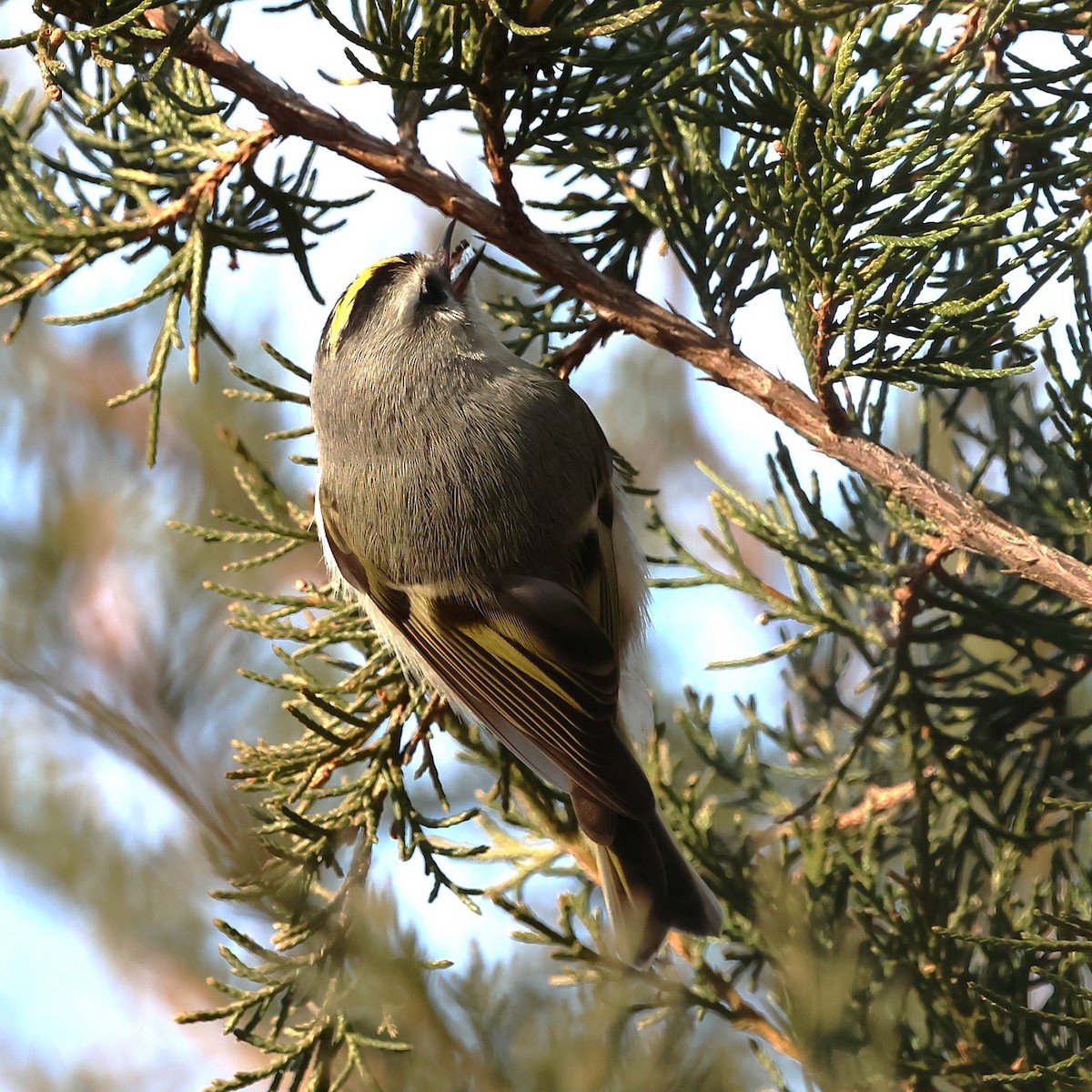 Golden-crowned Kinglet - ML646551807