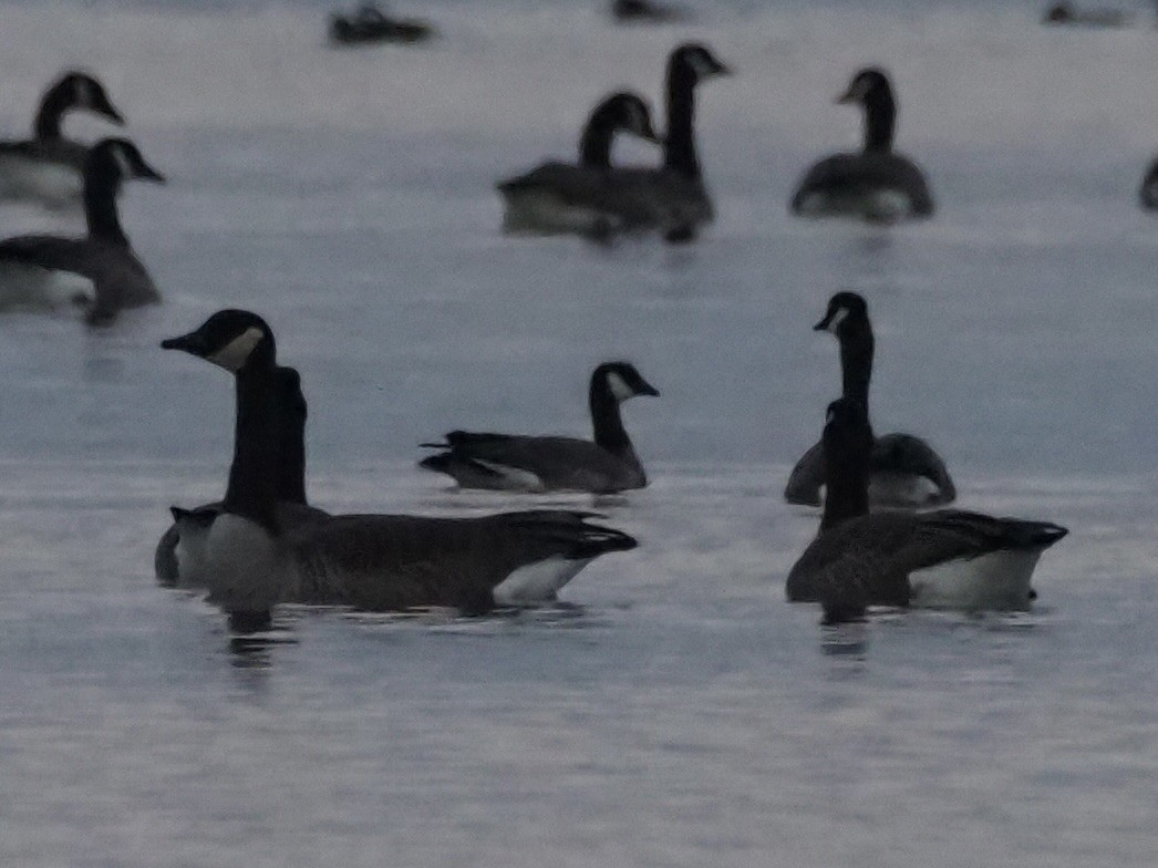 シジュウカラガン - ML646551809