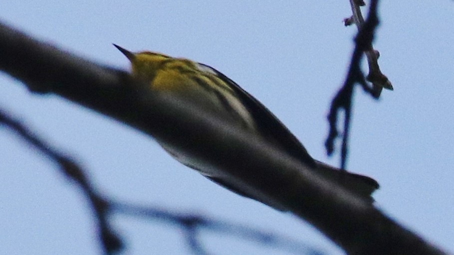Townsend's Warbler - ML646551810