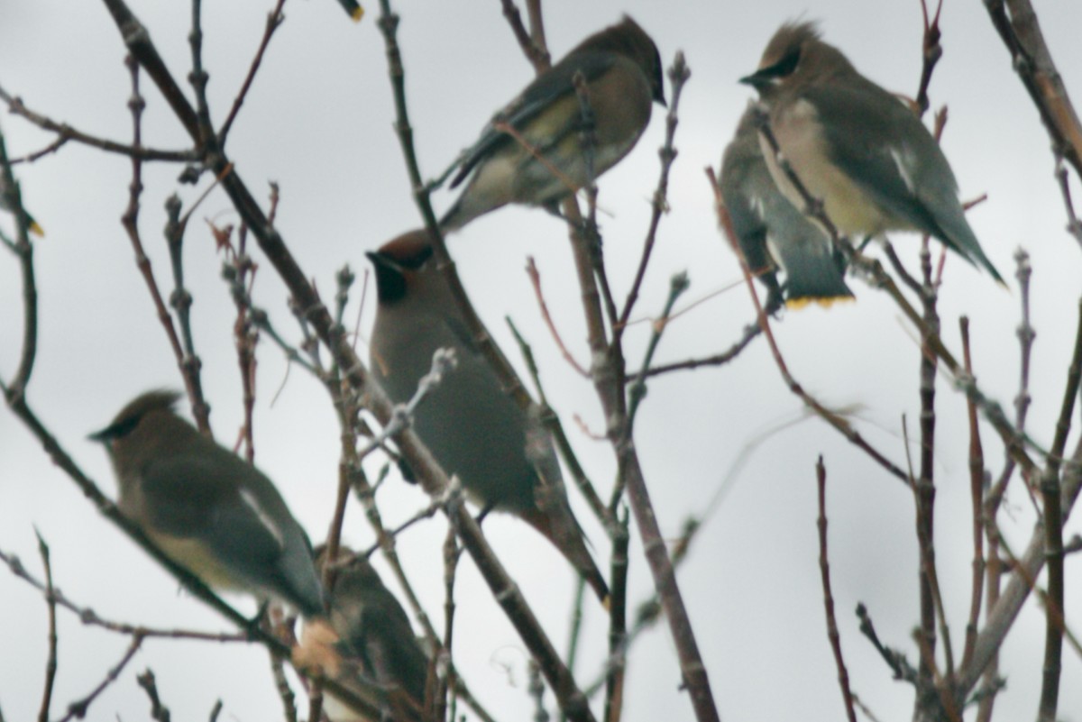 Bohemian Waxwing - ML646551811