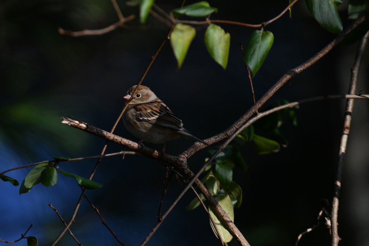 Field Sparrow - ML646551813