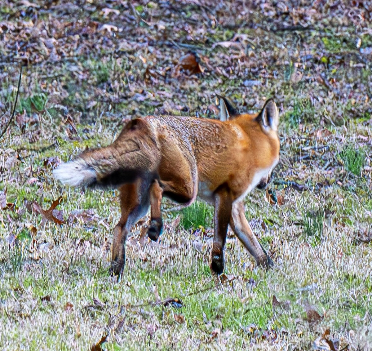 Red Fox - ML646551814