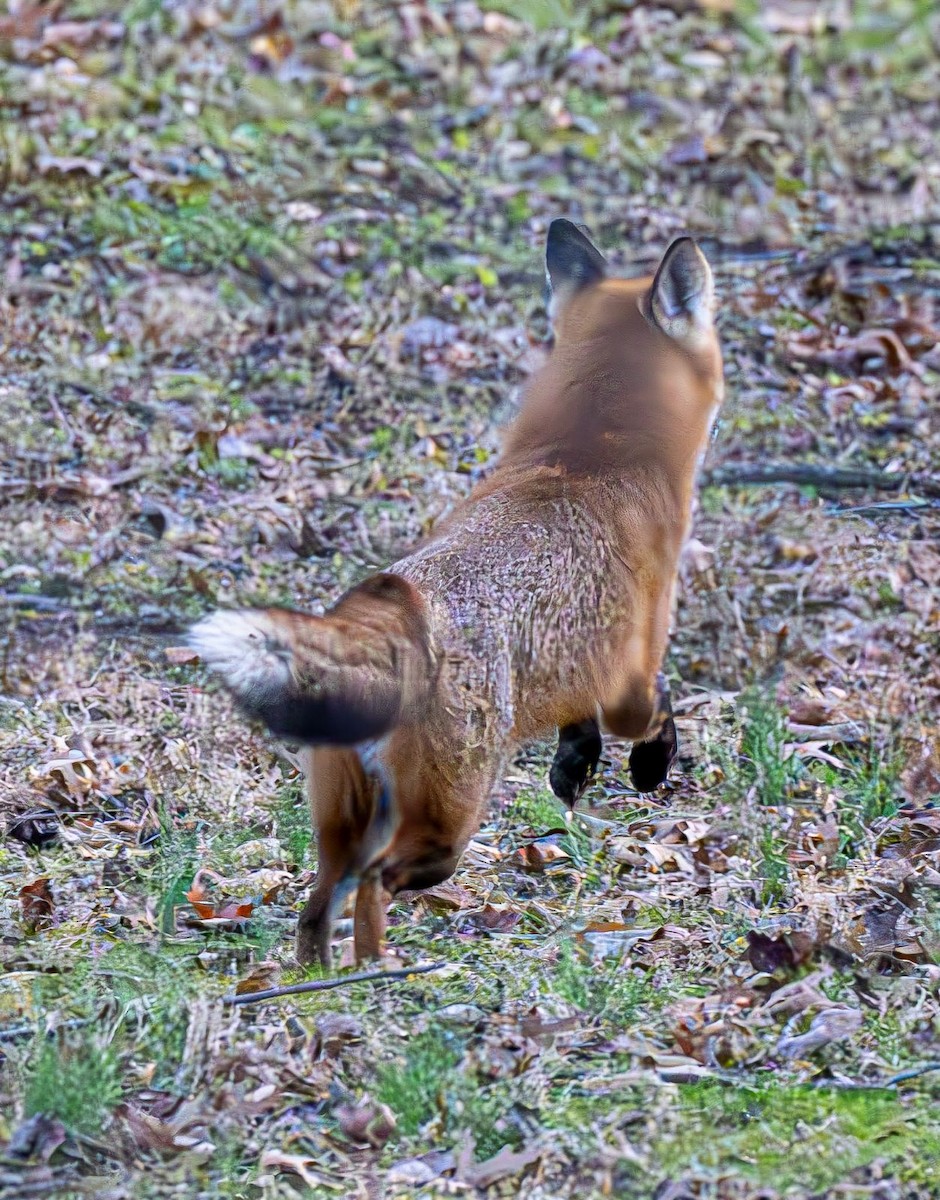 Red Fox - ML646551815