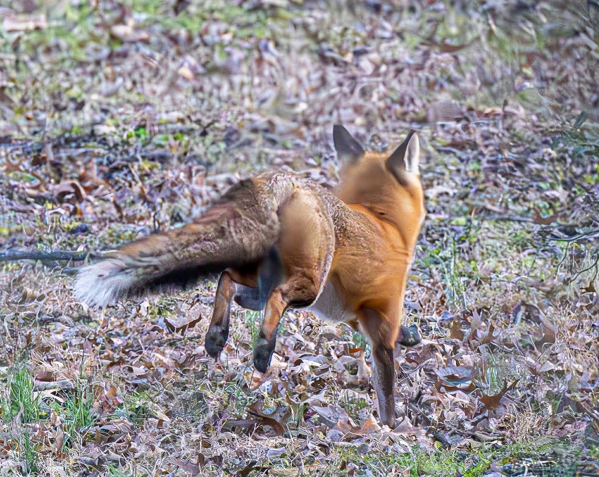 Red Fox - ML646551816