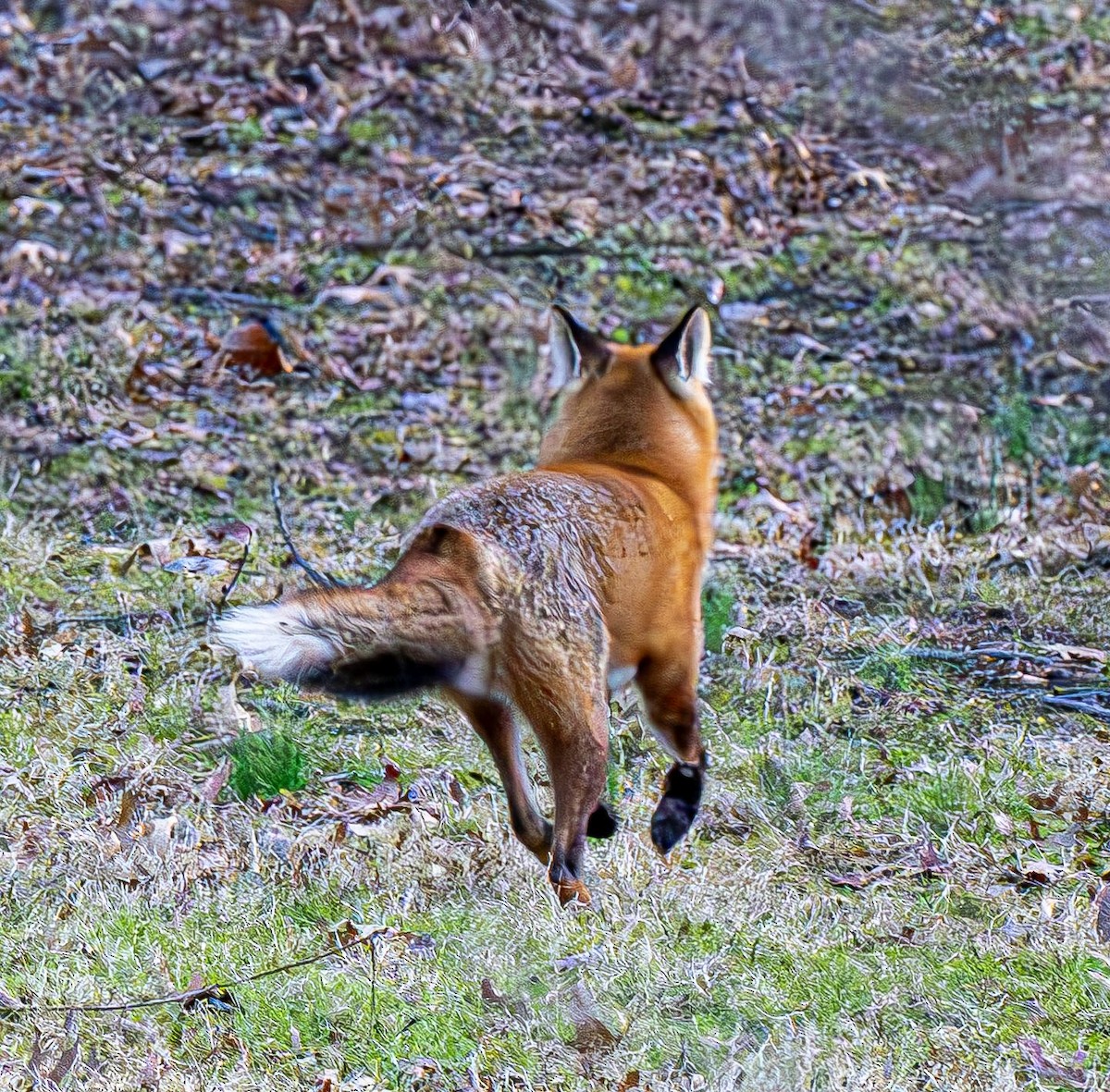 Red Fox - ML646551817