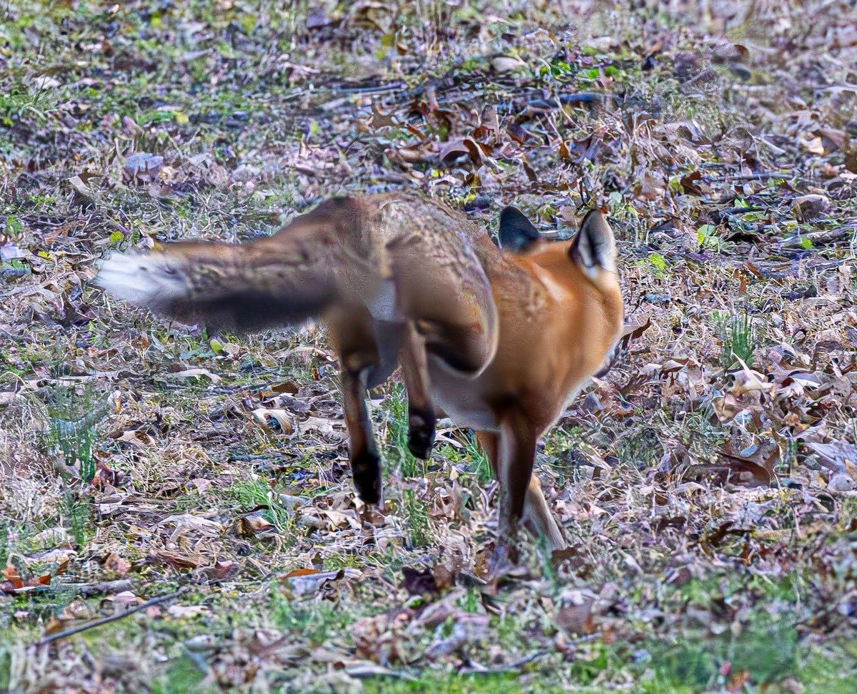 Red Fox - ML646551818