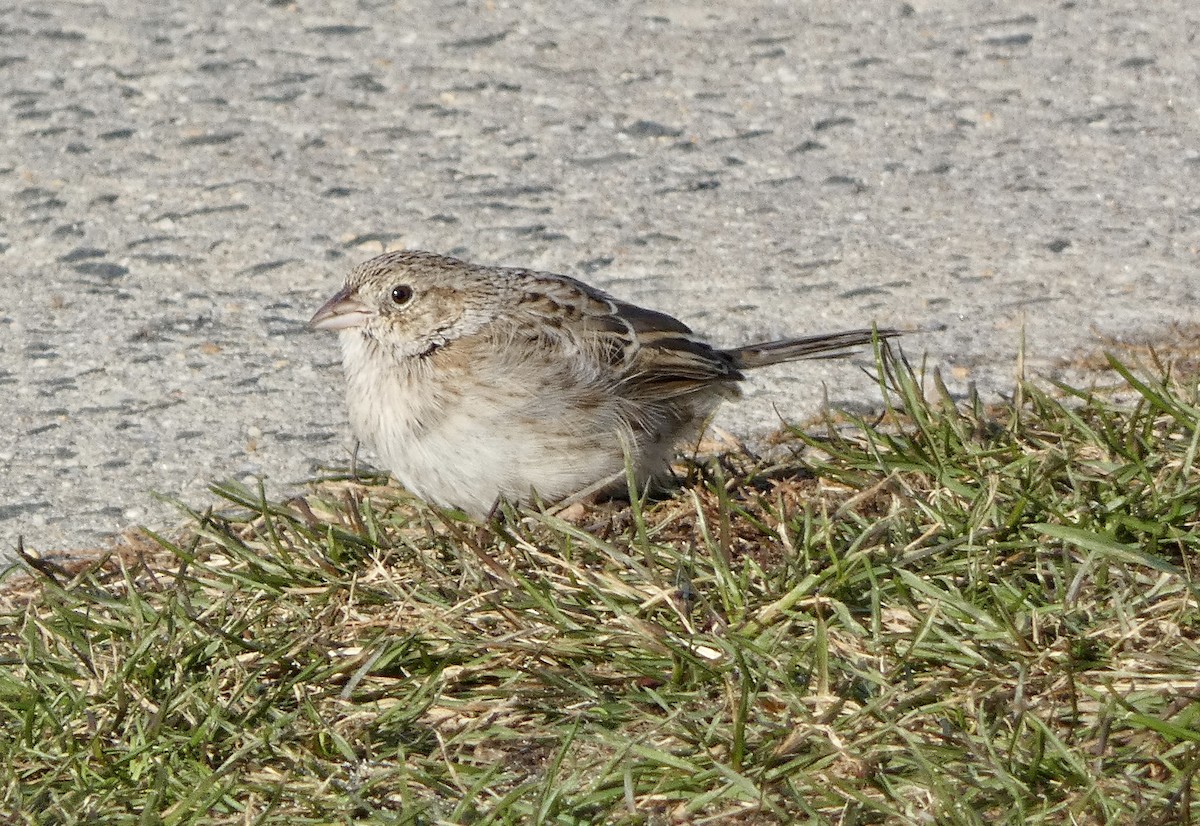 Cassin's Sparrow - ML646551820