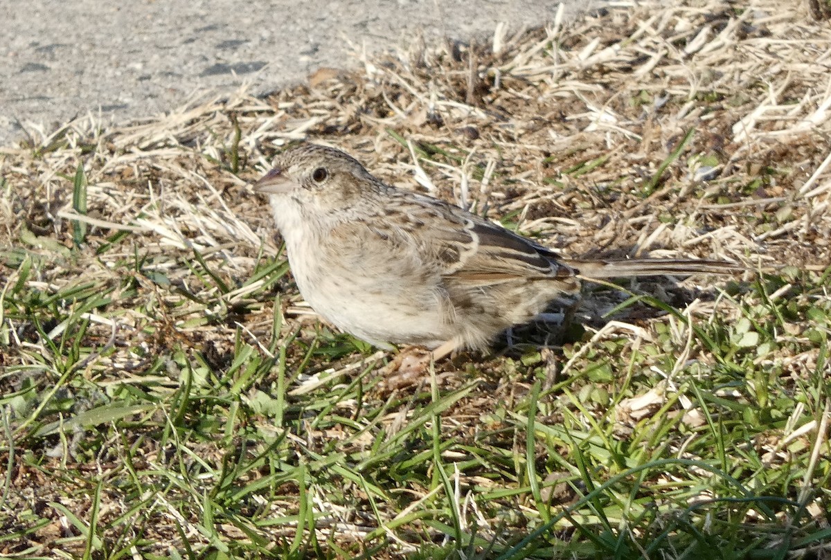 Cassin's Sparrow - ML646551821