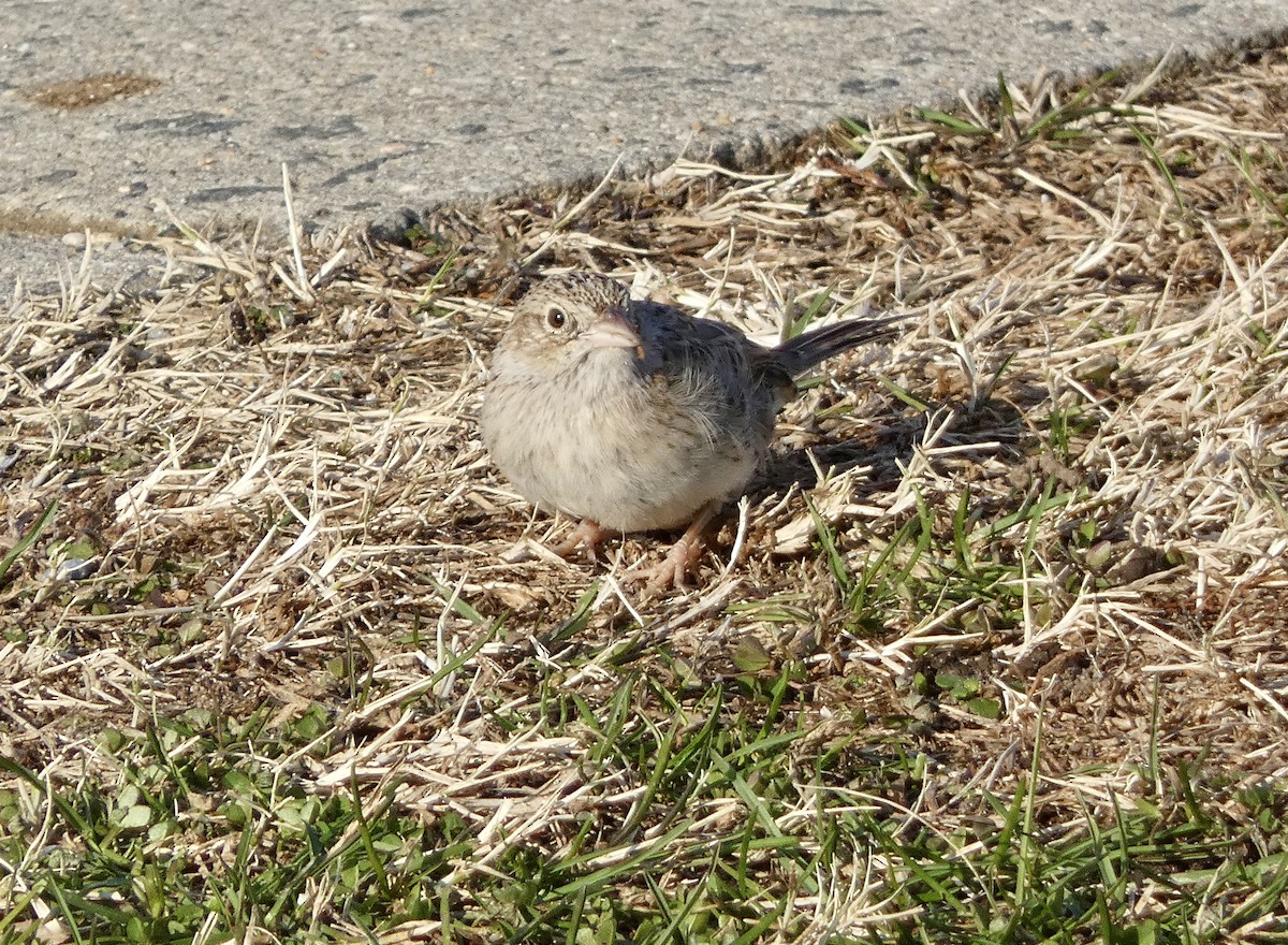 Cassin's Sparrow - ML646551822