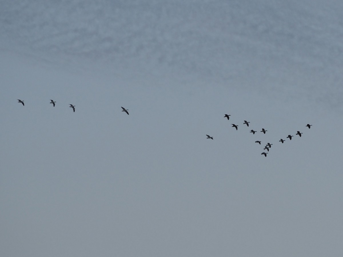 ハクガン - ML646551823