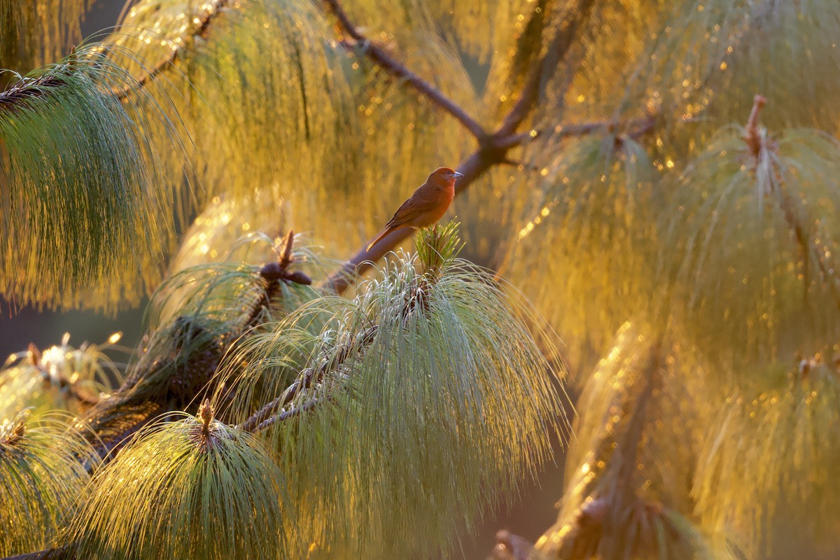 Hepatic Tanager (Northern) - ML646551824
