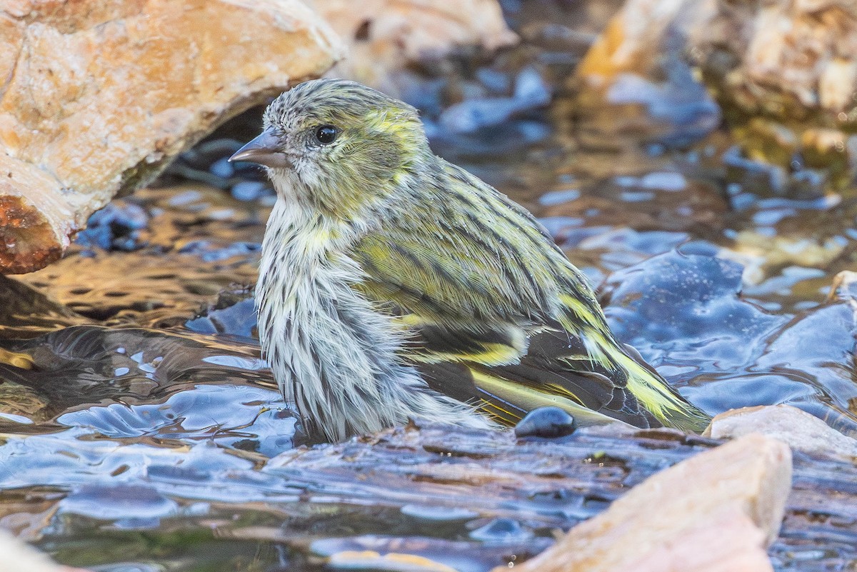 Erlenzeisig - ML646551826