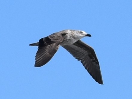 Yosun Martısı - ML646551827