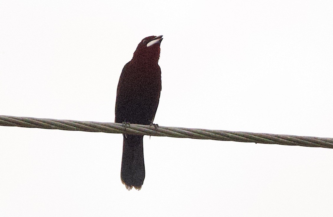 Tangara Picoplata - ML646551828