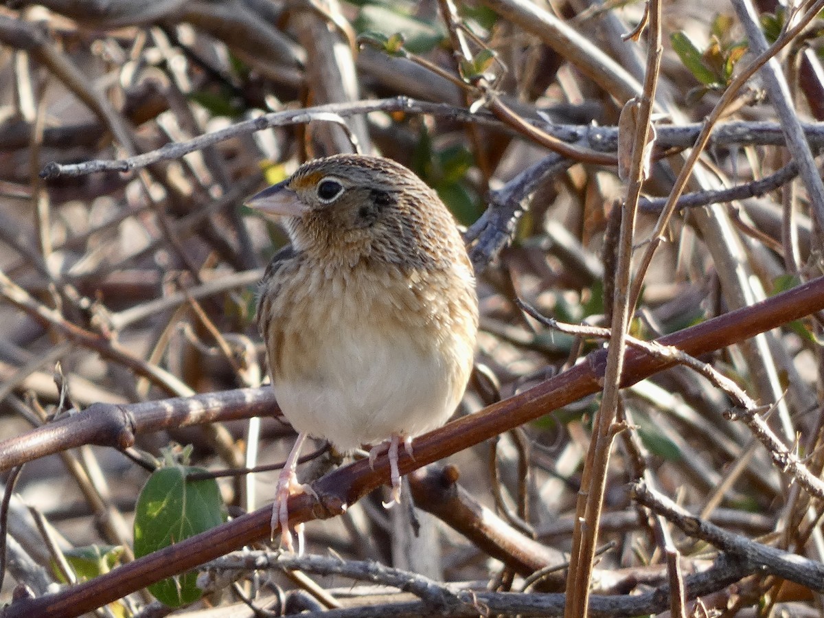 Grasshopper Sparrow - ML646551829