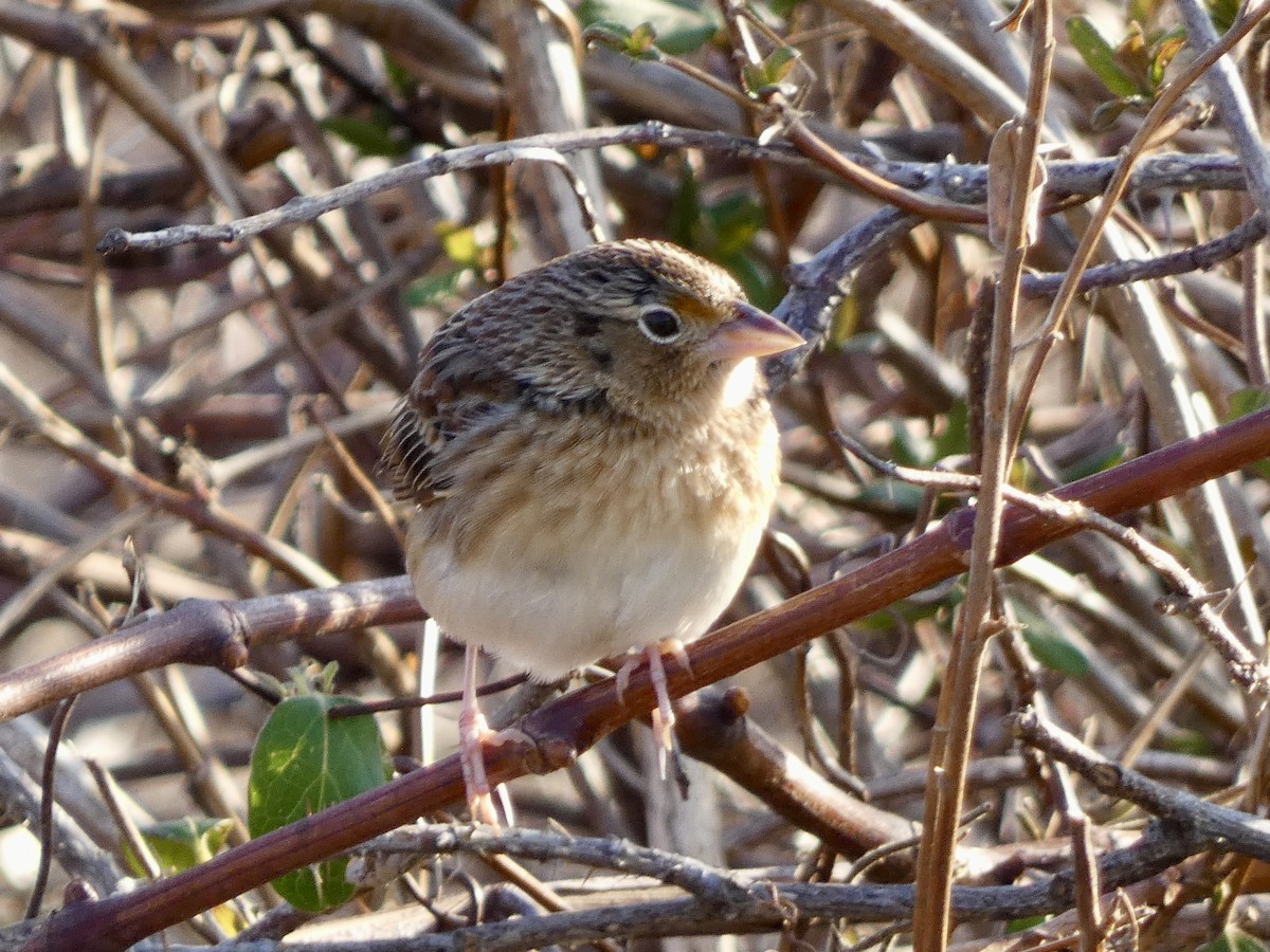 Grasshopper Sparrow - ML646551830